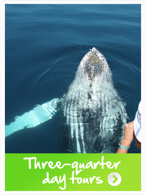 Hervey Bay three quarter day whale watching tours