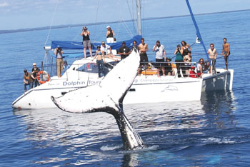 Blue Dolphin Whale Watching Tours Hervey Bay