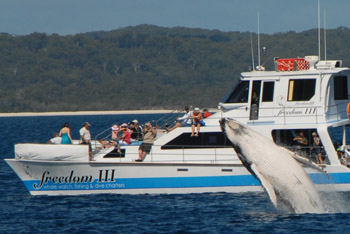 Freedom Whale Watching Tours Hervey Bay