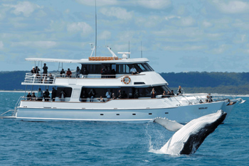 Mikat Whale Watching Tours Hervey Bay