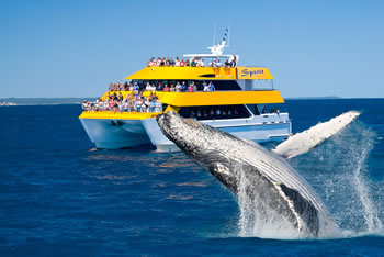 Spirit of Hervey Bay Whale Watching Tours Hervey Bay