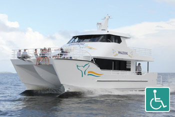 Whalesong Whale Watching Tours Hervey Bay